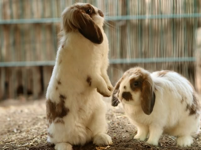 ロップイヤーうさぎ